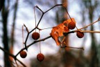 l'autunno  sempre freddoo ma il colore suo ti riscalada