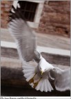 il mostro