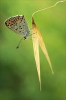 Sulla spiga dorata