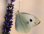 farfalla su lavanda