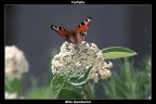 Farfalla