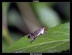 Panorpa Communis