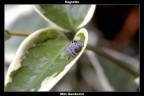 Philaeus Chrysops