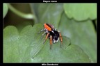 Philaeus Chrysops Maschio
