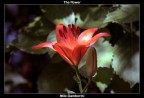 The flower