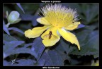 Episyrphus Balteatus