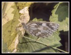 farfalla
