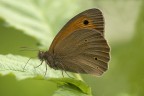 Maniola jurtina