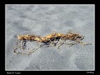 Ginseng