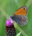 farfallina farfallina