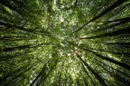 Alberi