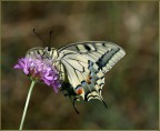papilio macaon 4