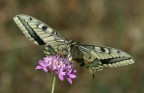 iphiclides podalirius 5