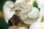 Mi mi ero accorto della presenza di questo ragno.. si mimetizzava molto bene con il fiore.. povera ape