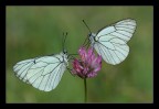 Coppia di Aporia crataegi