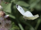 strana coppia IV