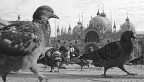 Venezia