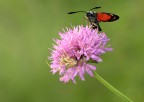 L'imboscata