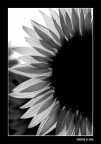 girasoli 1