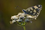 Anthocharis cardamines