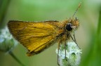 Farfallina