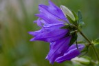 Fiore Selvatico