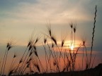 Controluce