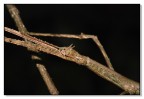 Clonopsis gallica (Insetto stecco)