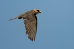 Falco cuculo femmina