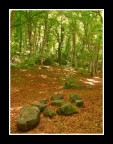 ...ROMANTICAMENTE NEL BOSCO...