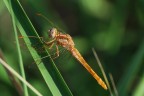 La mia prima libellula