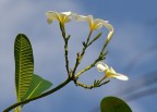 Profumatissimo fiore maldiviano