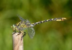 Onychogomphus forcipatus