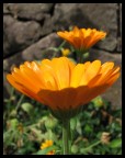 Gerbera