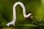 Bruco di Angerona prunaria