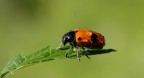 Falsa coccinella