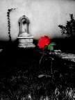 "E' il tempo che tu hai perduto per la tua rosa che ha fatto la tua rosa cos importante"   Antoine De Saint-Exupry