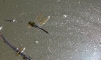 Libellula in volo