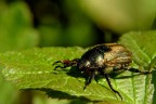 Scarabeo