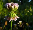 Fiore.....