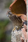 Falchetto ai primi voli, pi incuriosito che spaventato