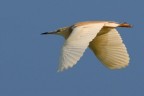 Sgarza in volo