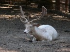 Cervo