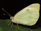 Farfalla