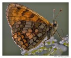 Farfalla