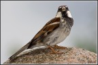 Passerotto