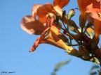 prima macro