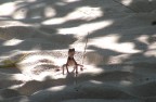 sulle Maldive...