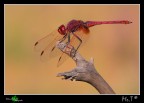 Libellula Rossa