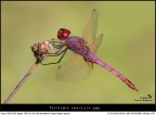 Red passion I
